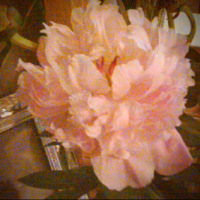 Peony Flower - Cut Flowers for Mom - May 2010