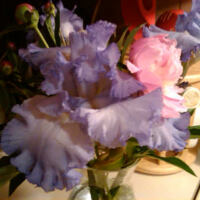 Iris and Peony Flowers  I -  May 2011