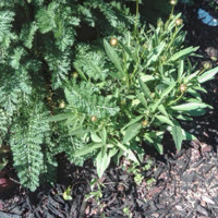 Achillea and Coreopsis I - May 2011