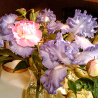 Iris and Peony Flowers  III -  May 2011