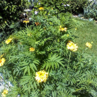 African Marigolds in Bloom