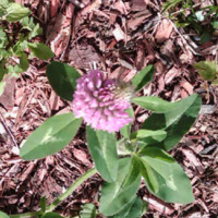 Red Clover - Trifolium pratense L. ( An Unexpected Arrival)