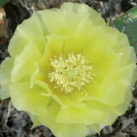 Cactus Bloom #3