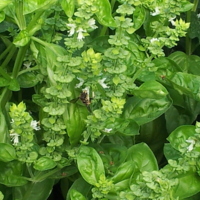 A Bee and Basil - Sept 2013