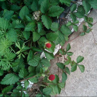 Wild Strawberries - May 2011