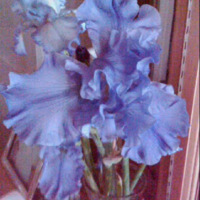 Bearded Iris -  Cut Flowers for Mom - May 2010