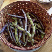 Purple Podded Pole Beans from the Garden - July 2009