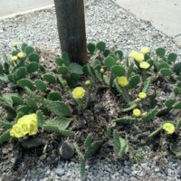 Cactus in Bloom #1
