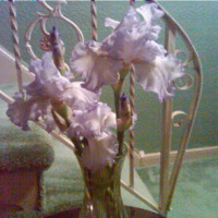 First Irises of Spring - 2010