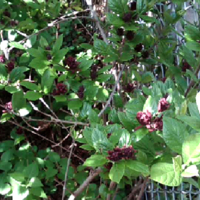 Sweetshrub 'Carolina Allspice&quot; in a Philadelphia Backyard I