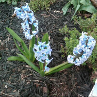 Hyacinths - April 2011
