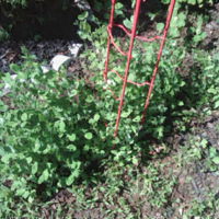 Snap Peas on a Tomato Ladder - May 2011