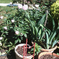 Peony Bushes and Other Perennials - May 2011