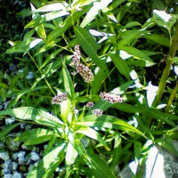 Pokeweed - An Uninvited Garden Guest - 2009