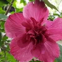 Library Hibiscus - Tree Mallow