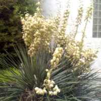 Mature Yucca Plant in Bloom - circa 2013