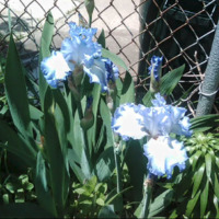 First Irises of the Year - May 2011