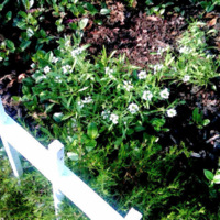 Sweet Alyssum (Lobularia maritima) - June 2011