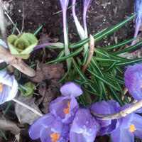 First Sign of Spring Crocus Flowers 