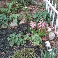 Early Spring - Perennials Waiting to Bloom  - April 2011