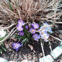 Spring Returns - April, 2011