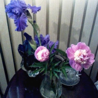 From the Garden - Peony and Iris Flowers - May 2019