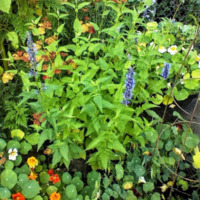Salvia, Nasturtiums and Achillea
