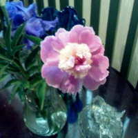 From the Garden - Peony and Iris - May 2019