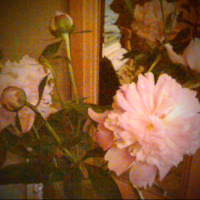 Peonies - Cut Flowers for Mom - May 2010