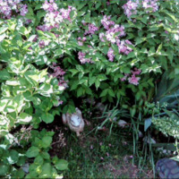Looking for Alice - Weigela in May - 2010