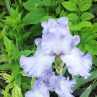 Iris in Bloom - 2013