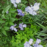 Irises in June II - 2013